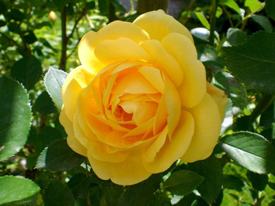 Rose Gelb