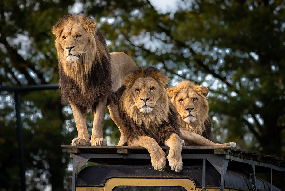 Wilde Flitterwochen auf Safari