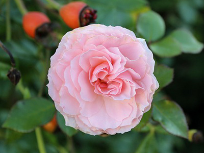 Zartrosa Rose